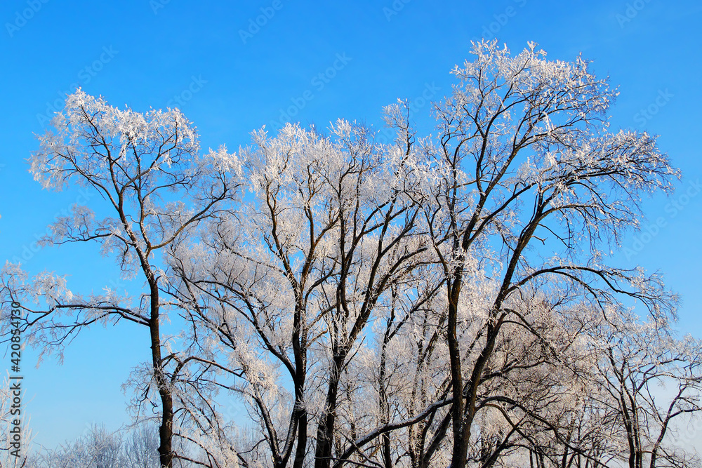 Trees in the snow. Natural background Trees in the snow. Natural background