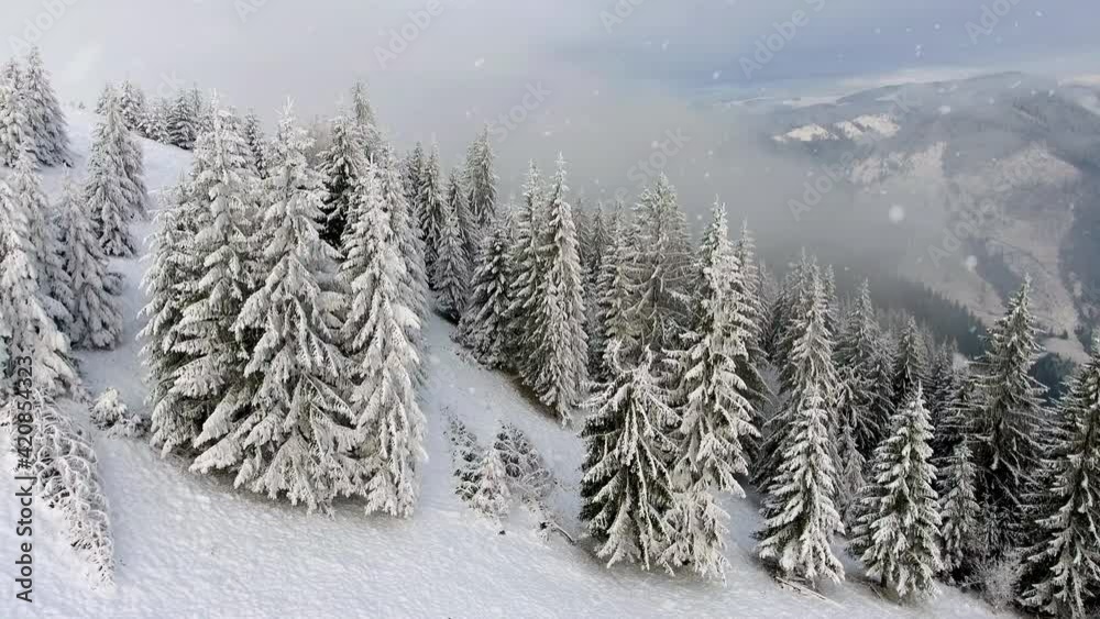 Aerial shot, 4K. Spruces covered with snow and frost. Flying over evergreen forest. Aerial shot, 4K. Spruces covered with snow and frost. Flying over evergreen forest.