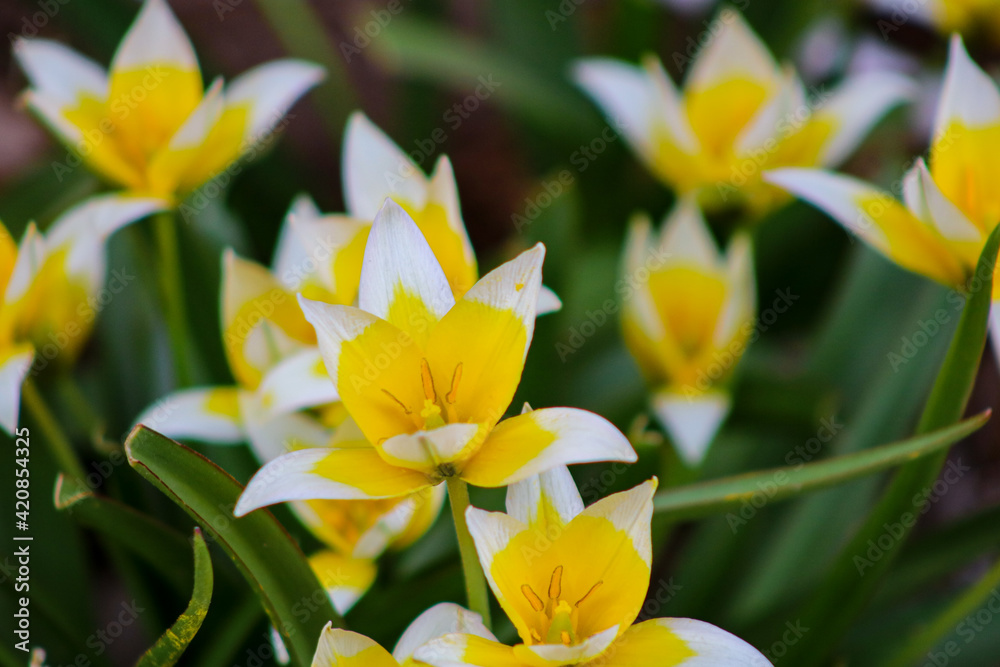 Fototapeta premium yellow and white tarda tulips