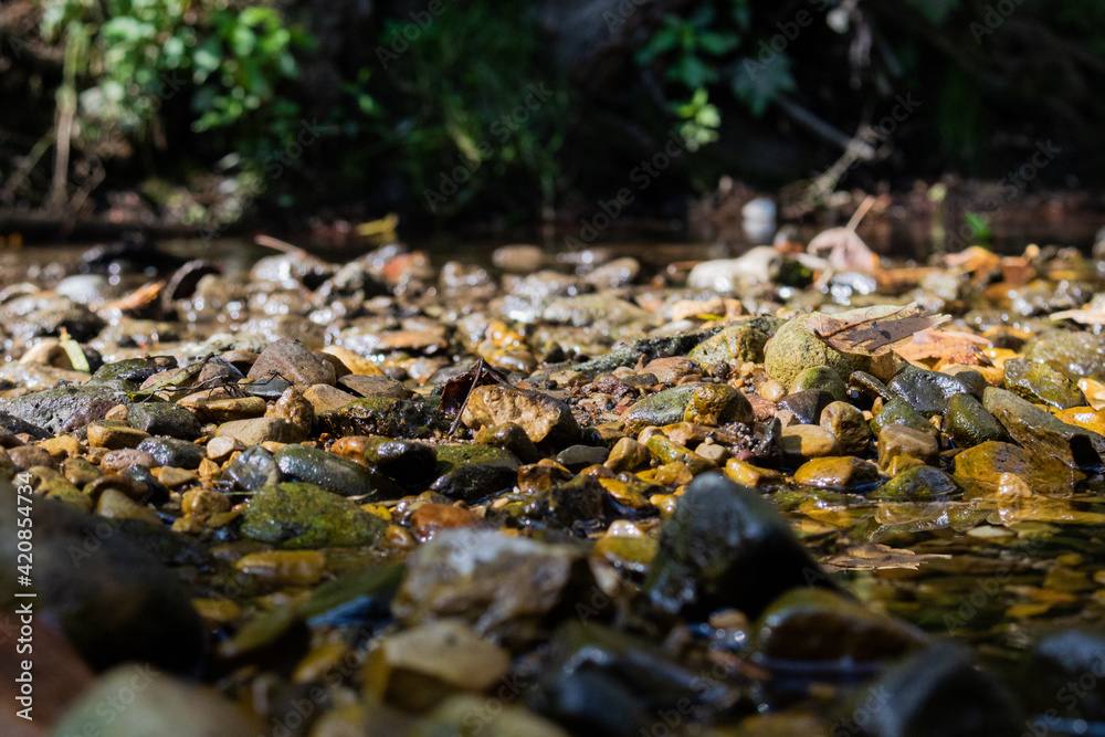 Fototapeta premium stream in the forest