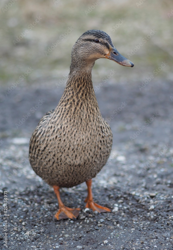 Portrait- Stockente posiert stolz im Federkleid Portrait- Stockente posiert stolz im Federkleid