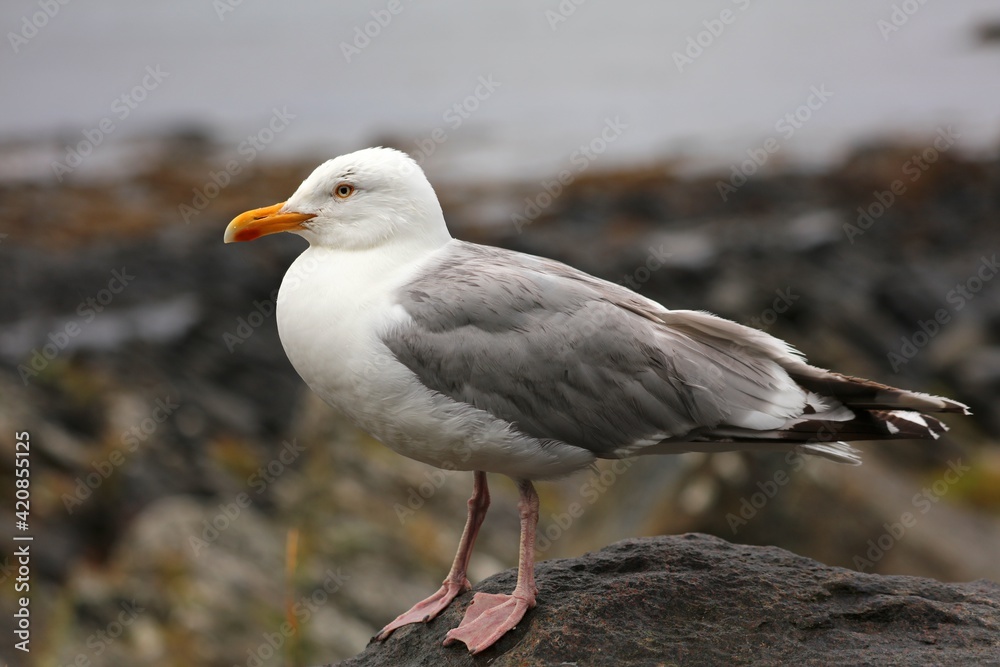 European herring gull (Larus argentatus). Birdwatching in Norway. European herring gull (Larus argentatus). Birdwatching in Norway.