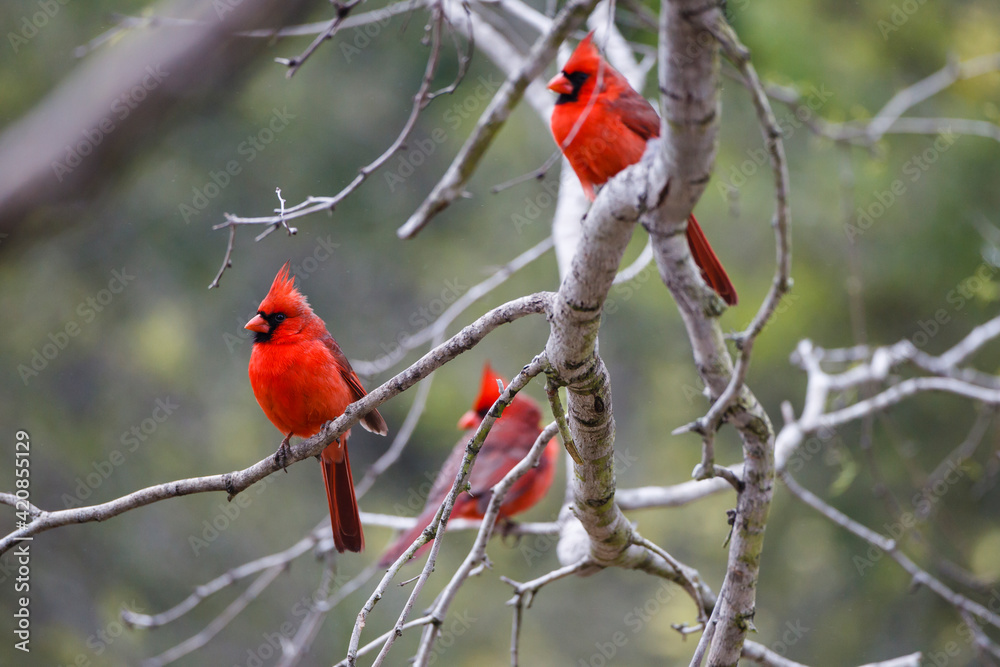 Northern cardinal males in habitat. Northern cardinal males in habitat.