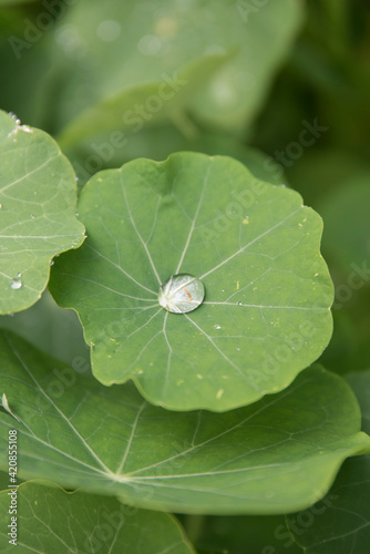 A drop of water on a green leaf 2