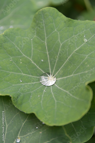 A drop of water on a leaf A drop of dew in a flower garden A drop of water in a garden in spring