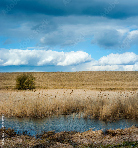 dry reeds on the shore and trees, corn field, dramatic sky. Early spring