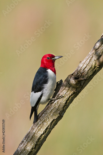Red-headed woodpecker adult.