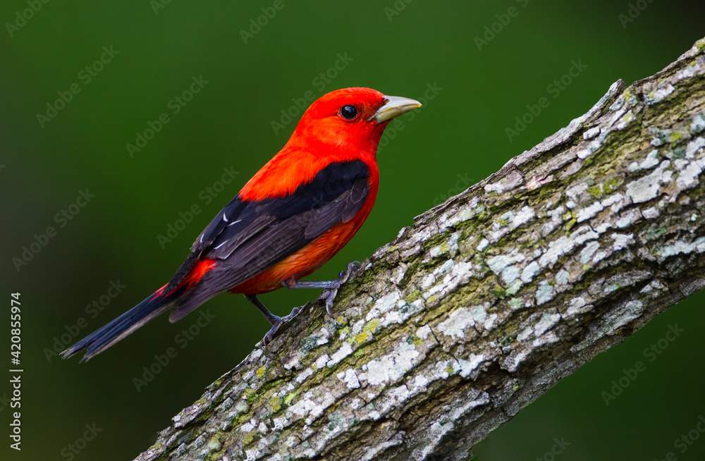 Fototapeta premium Scarlet tanager perched.