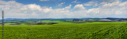 panorama view in early spring on land from a green field of winter wheat