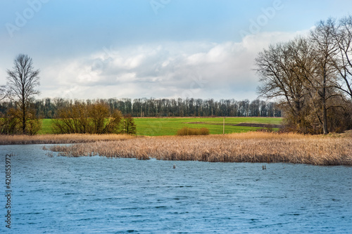 landscape with pond, dry reeds and early spring trees