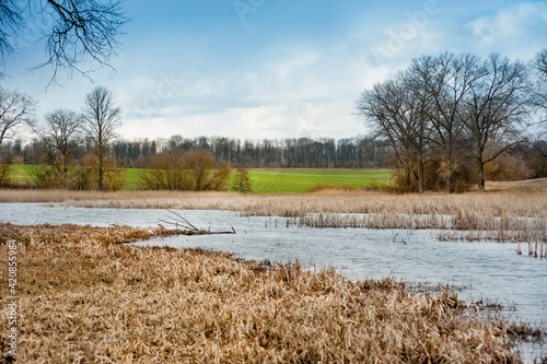 dry reeds on the shores of the reservoir, then a green field of winter wheat ...
