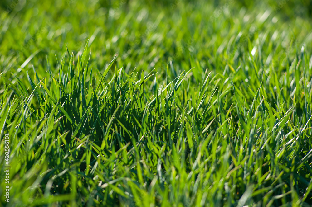 winter wheat fragment closeup at early spring winter wheat fragment closeup at early spring