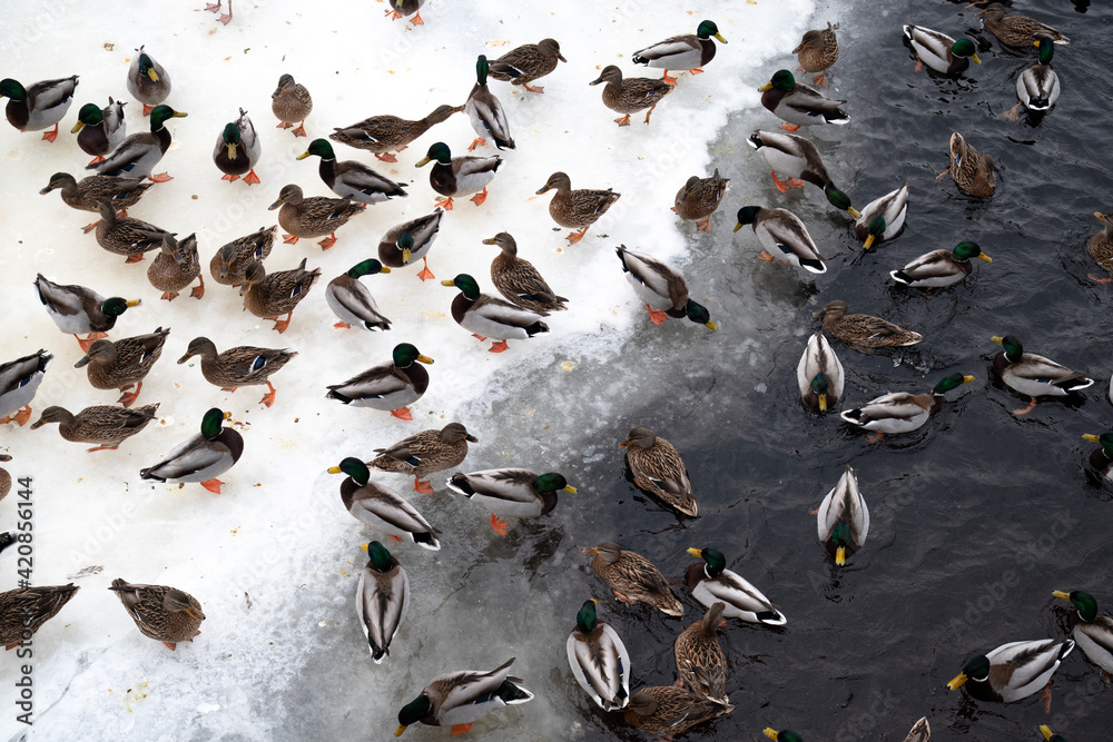 Fototapeta premium Ducks on ice. Winter