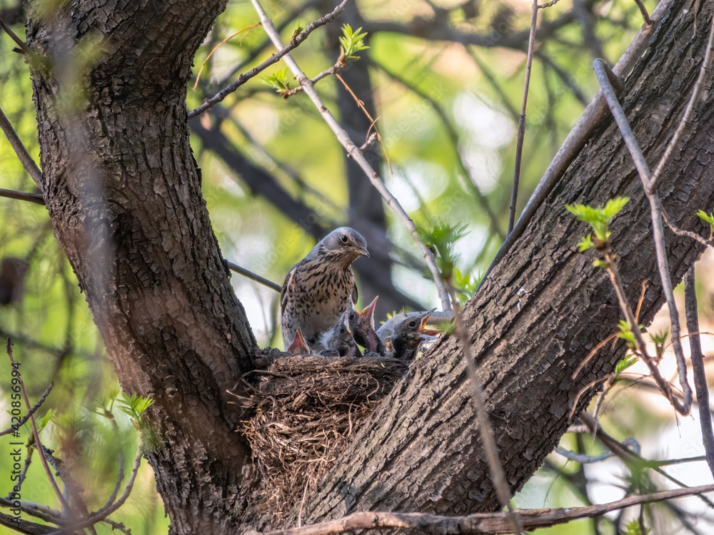 Thrush fieldfare, Turdus pilaris, in a nest with chicks Thrush fieldfare, Turdus pilaris, in a nest with chicks