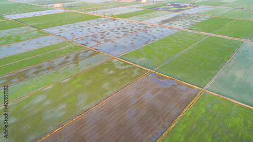 Aerial view direct above over rice paddy field shortly after after sowing. Agriculture fields in spring.the young rice plants are very, reflections of the sky in the water. 