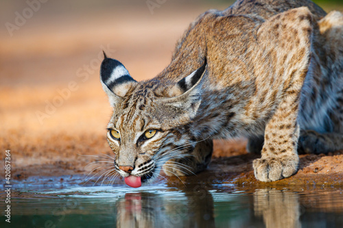 Bobcat (Lynx rufus) drinking.