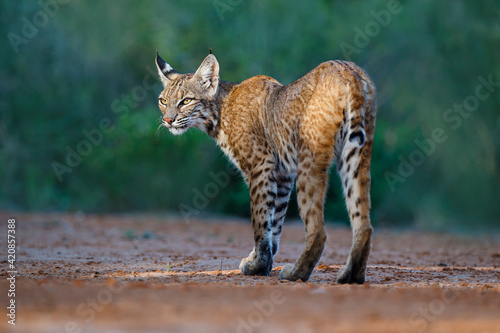 Bobcat (Lynx rufus) hunting. photo