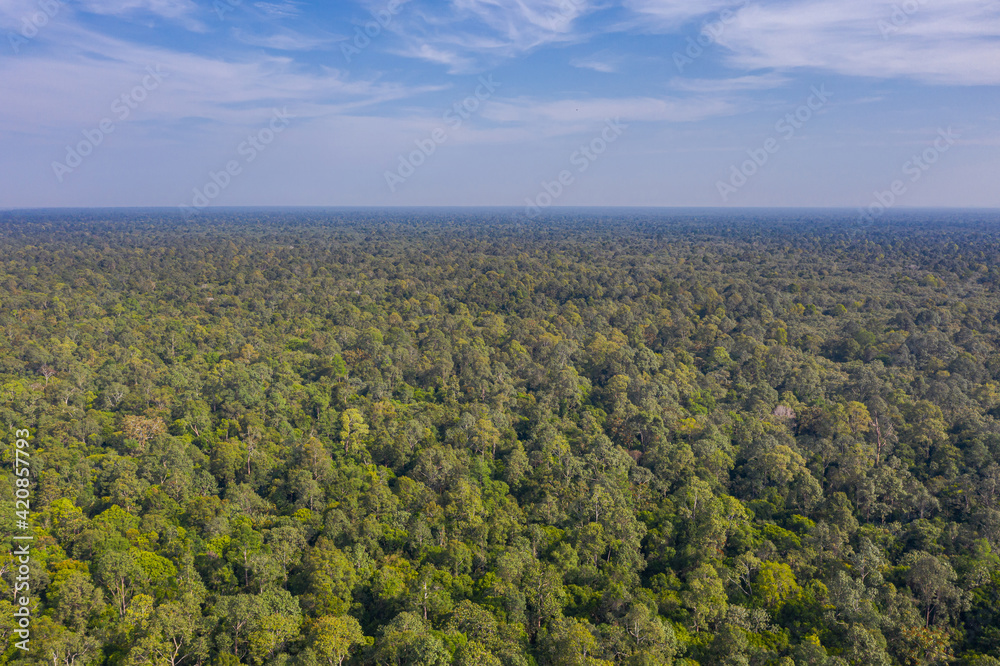 Panorama aerial view over the last untouched asian rainforest. The jungle extends to the horizon. Lush vegetation and green treetops. Habitat for countless wild endangered animal species