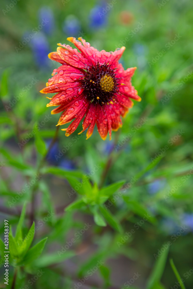 Firewheel (Gaillardia pulchella) with dew. Firewheel (Gaillardia pulchella) with dew.