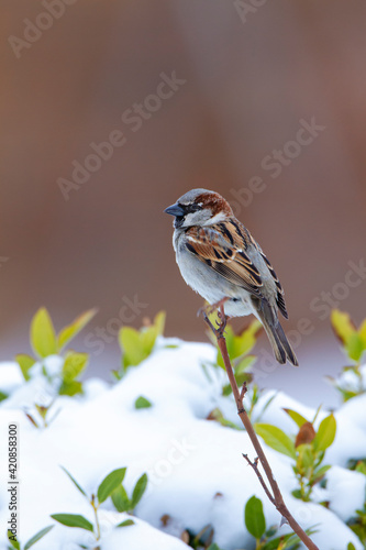 House Sparrow (Passer domesticus) perched