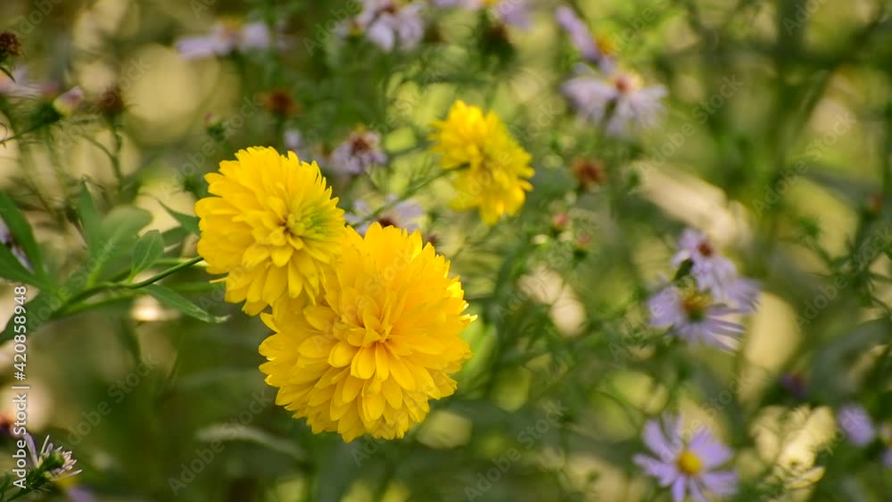Lilac Astra virginiana and yellow rudbeckia blooms on a flower bed in the garden Lilac Astra virginiana and yellow rudbeckia blooms on a flower bed in the garden
