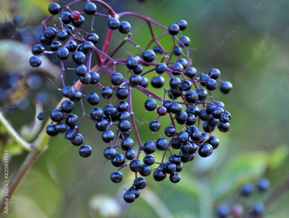 Bunch of elderberries with ripe berries Bunch of elderberries with ripe berries