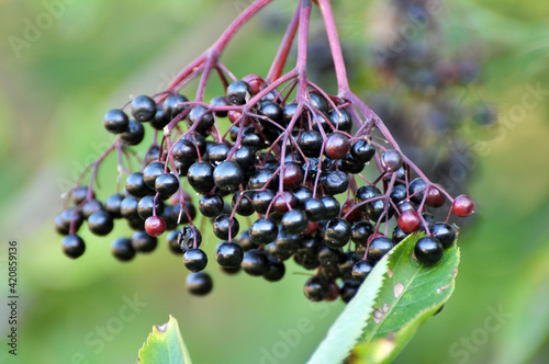 Bunch of elderberries with ripe berries