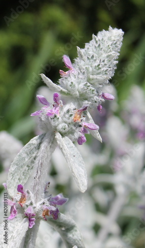 flowers of a lilac