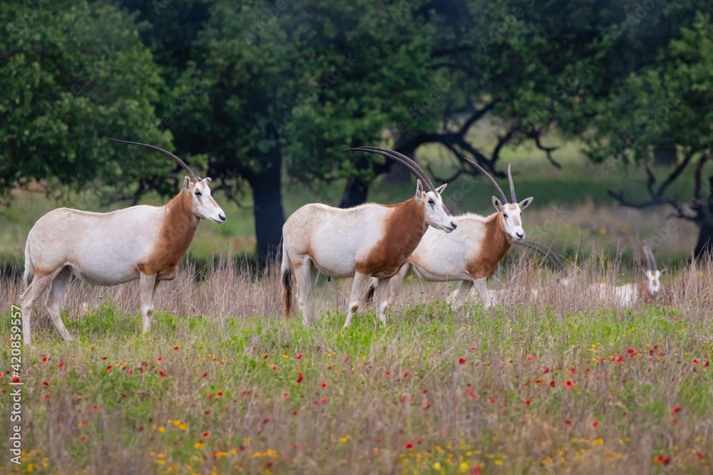 Scimitar-Horned Oryx (Oryx dammah) herd