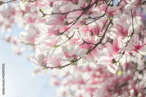 Magnolia tree bloom in spring. delicate pink bathing flowers in sunlight.