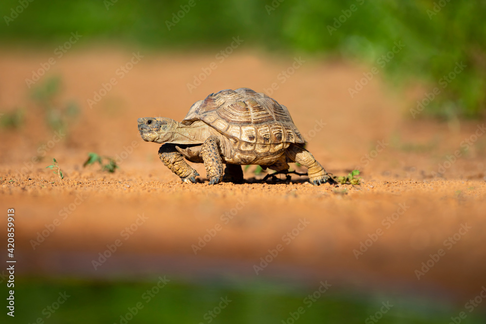Obraz premium Texas Tortoise (Gopherus berlandieri) walking.