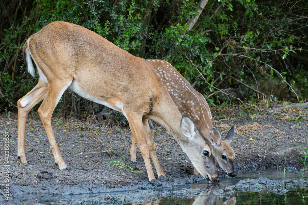 White-tailed Deer, Odocoileus virginianus, adult and young drinking White-tailed Deer, Odocoileus virginianus, adult and young drinking