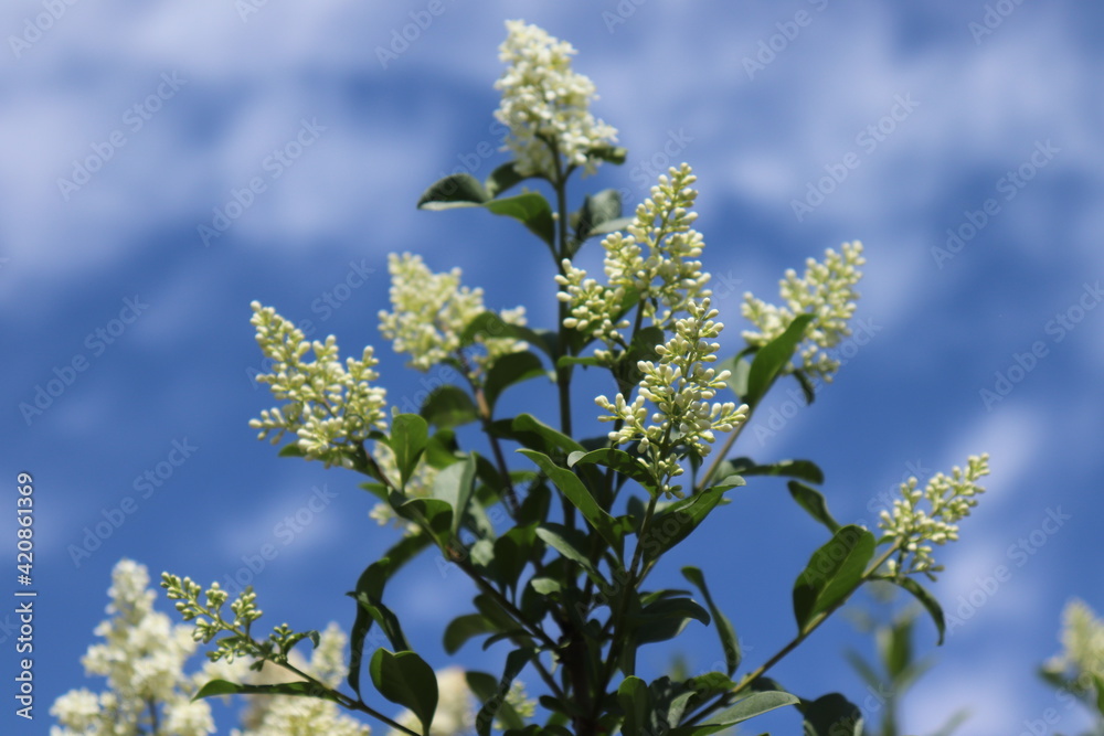 A bush of white privet against a bright cloudy sky on a sunny day. A bush of white privet against a bright cloudy sky on a sunny day.