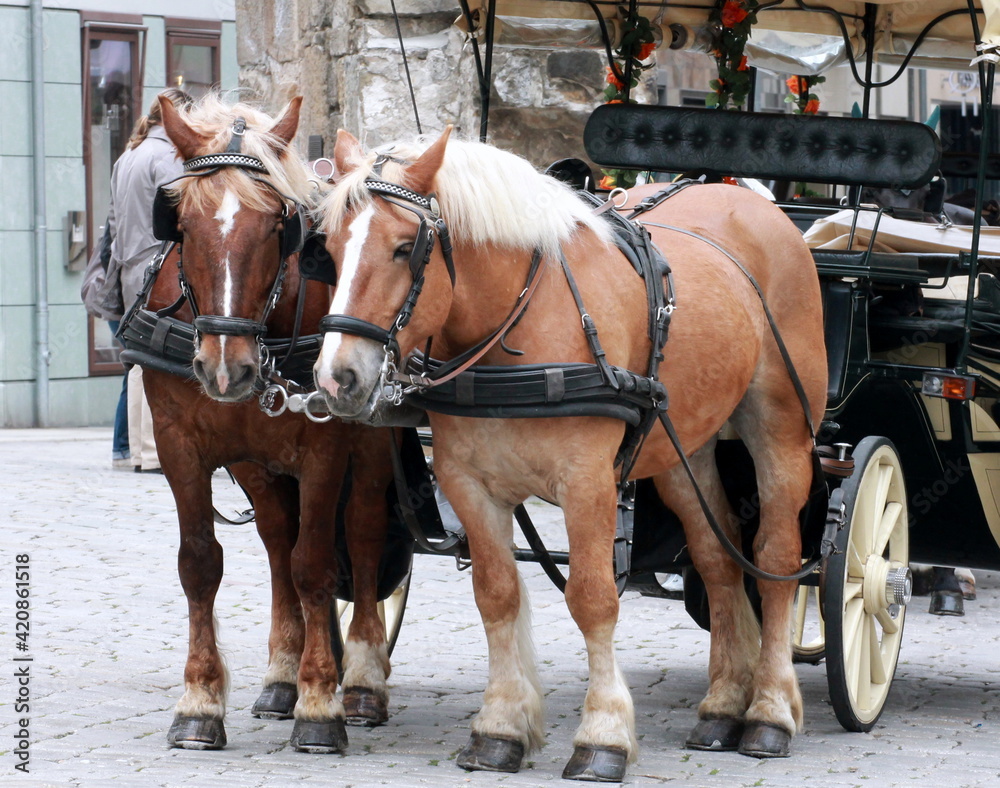 horse and carriage