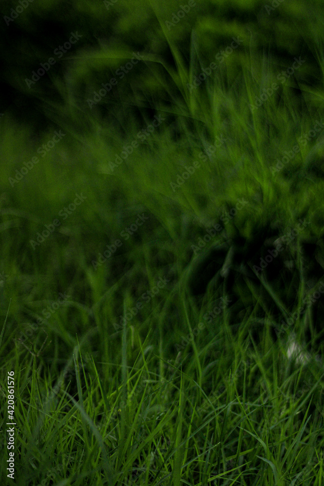 césped verde lluvia tarde