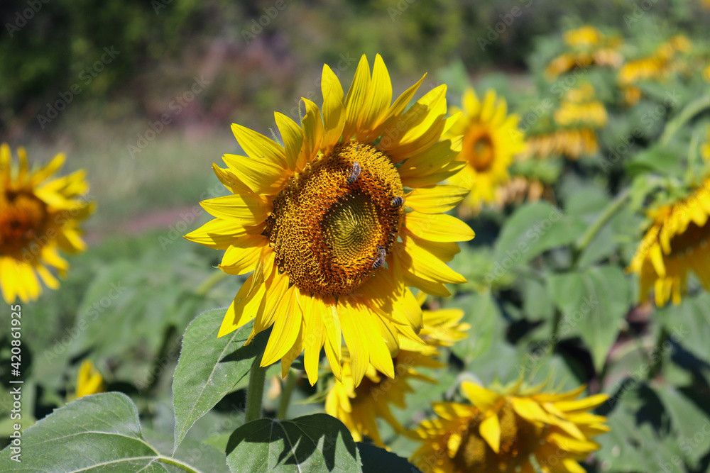 Three bees sit on a large sunflower and collect pollen to make honey in the background of other sunflowers. Three bees sit on a large sunflower and collect pollen to make honey in the background of other sunflowers.