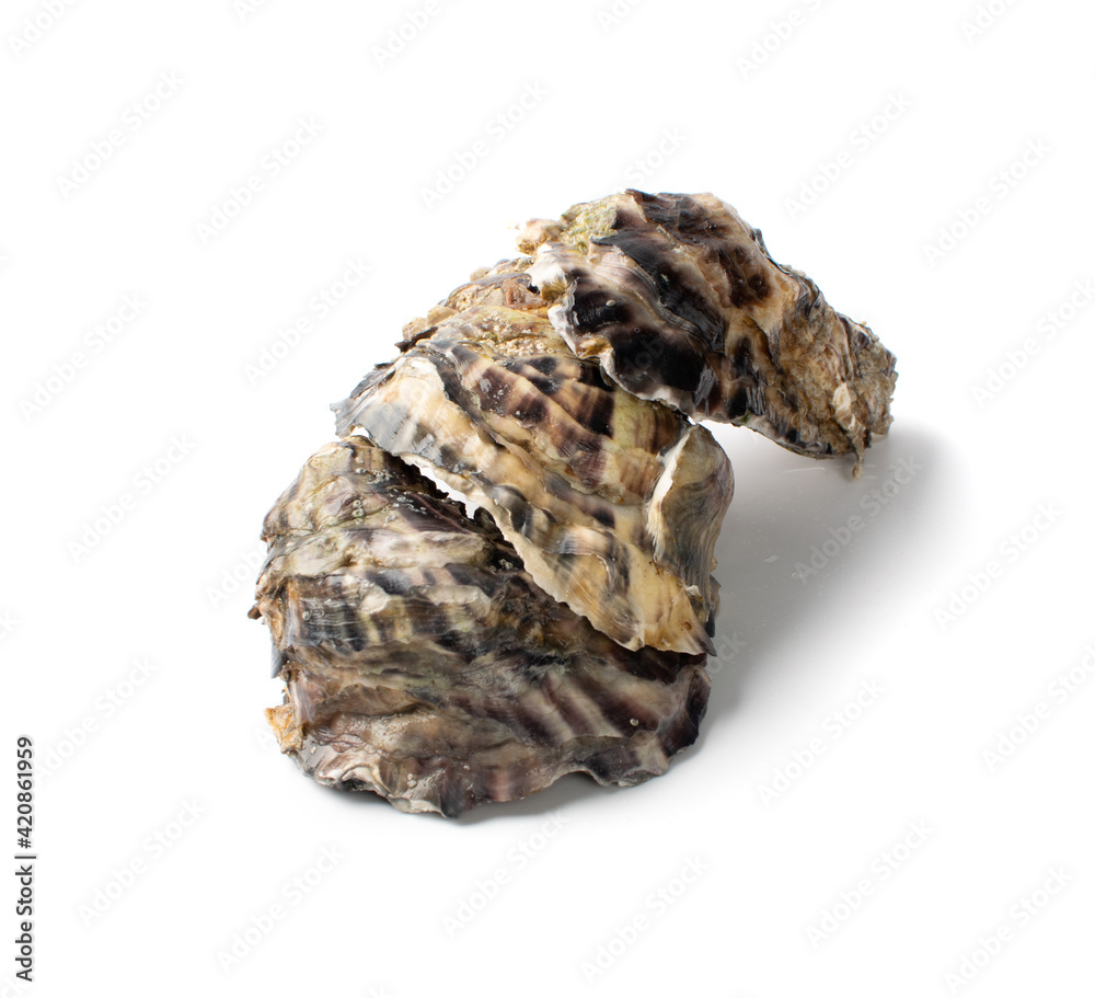 Fresh Closed Oyster Isolated on White Background. Fresh Closed Oyster Isolated on White Background.