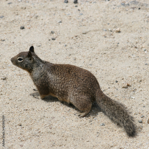 Canvas Print Closeup shot of a California ground squirrel in nature