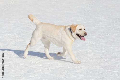 Cute labrador retriever puppy is walking on white snow in the winter park. Pet animals.