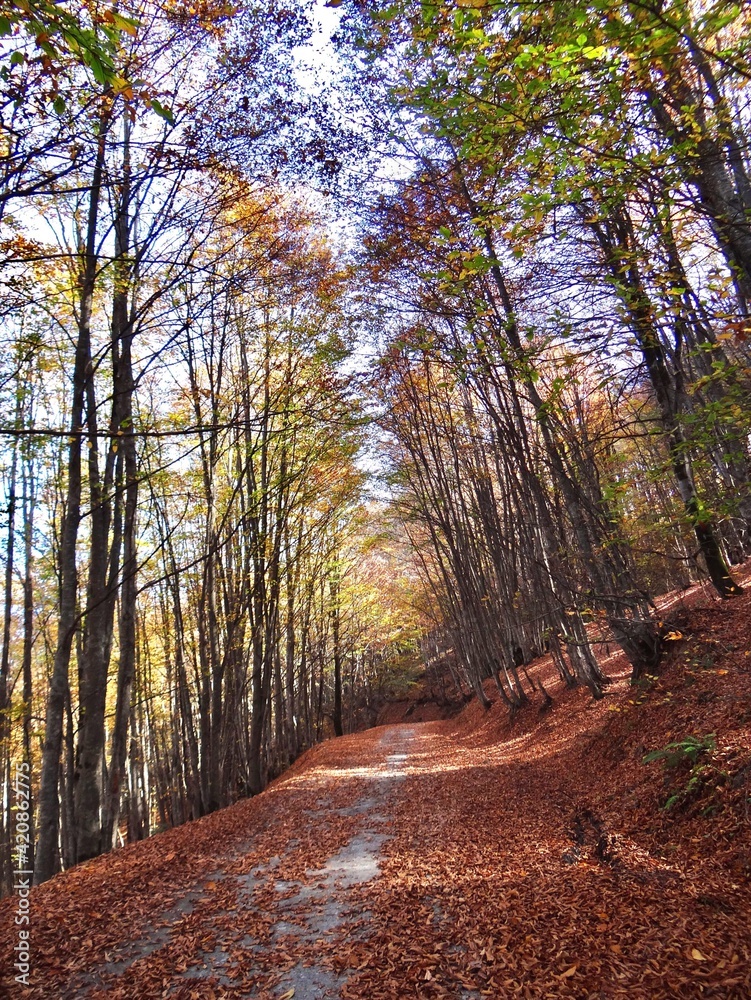 path in autumn forest