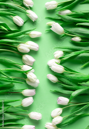 White tulips lay on light green background, flat lay, vertical orientation