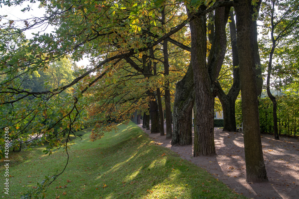 Autumn alleys of the park Openwork interweaving of tree branches. Bright sunlight.