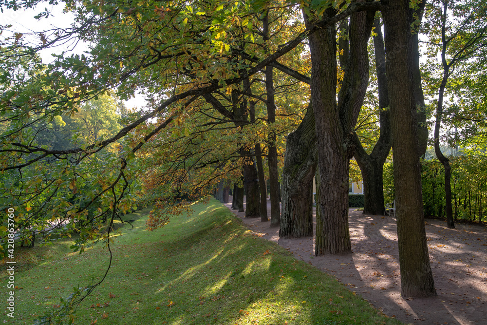 Fototapeta premium Autumn alleys of the park Openwork interweaving of tree branches. Bright sunlight.