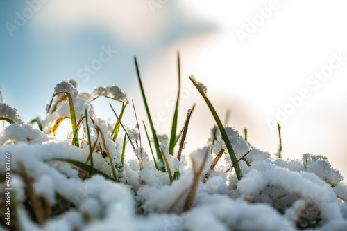 Green grass sprouts from under the snow that melts in the spring early. Close up