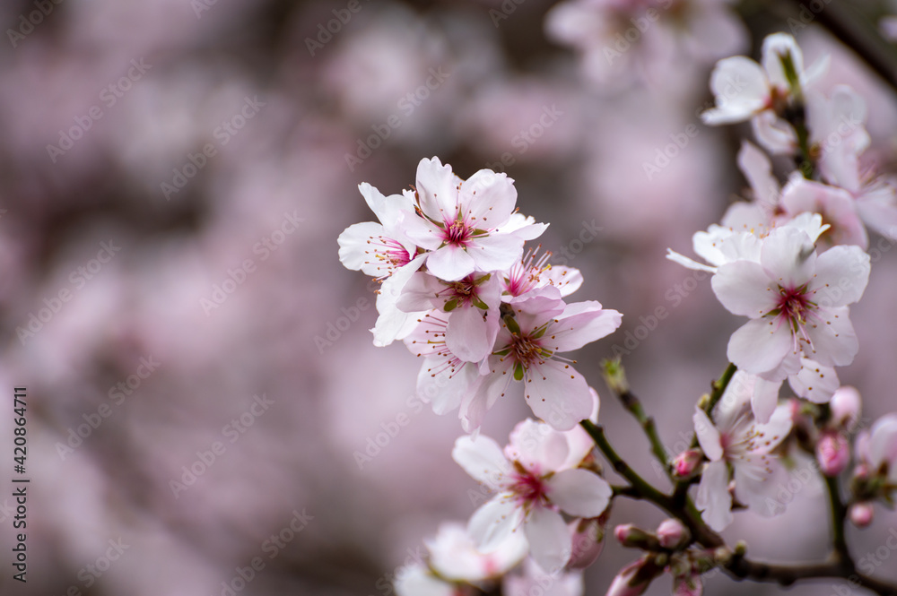 Spring blossom of pink sakura cherry tree