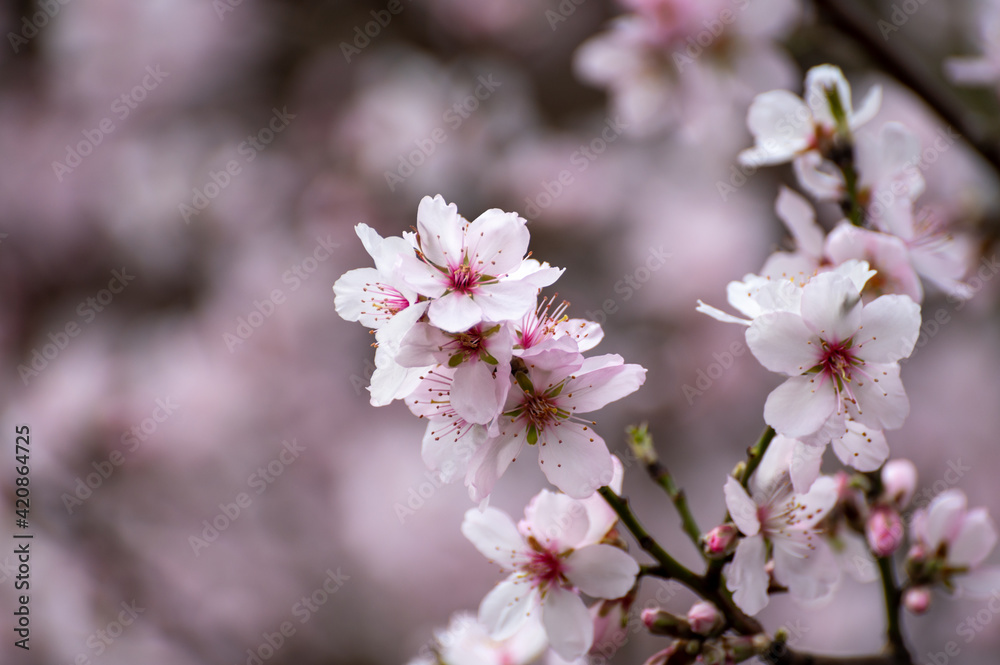 Spring blossom of pink sakura cherry tree