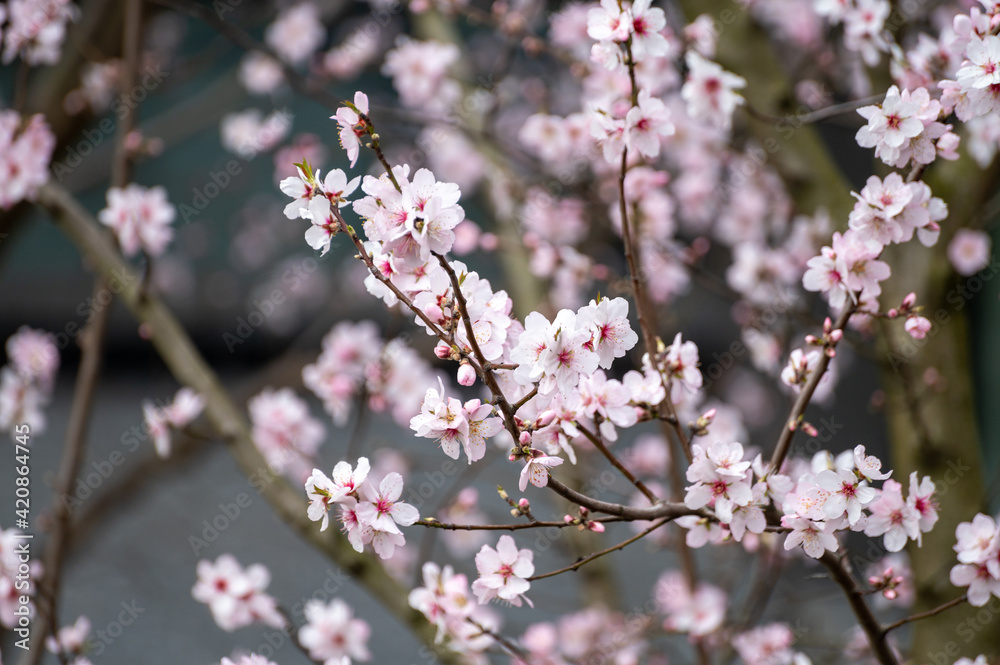 Spring blossom of pink sakura cherry tree Spring blossom of pink sakura cherry tree