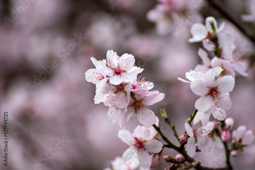 Spring blossom of pink sakura cherry tree © barmalini