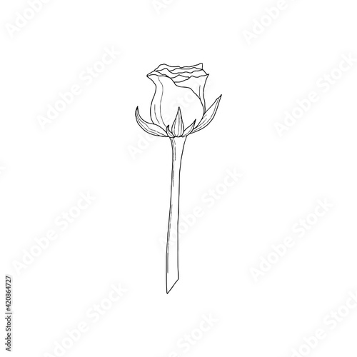 Engraved hand drawn illustrations of rose flower isolated on white
