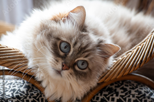 Beautyful white siberian cat Nevskaya Masquerade with blue eyes resting on chair photo